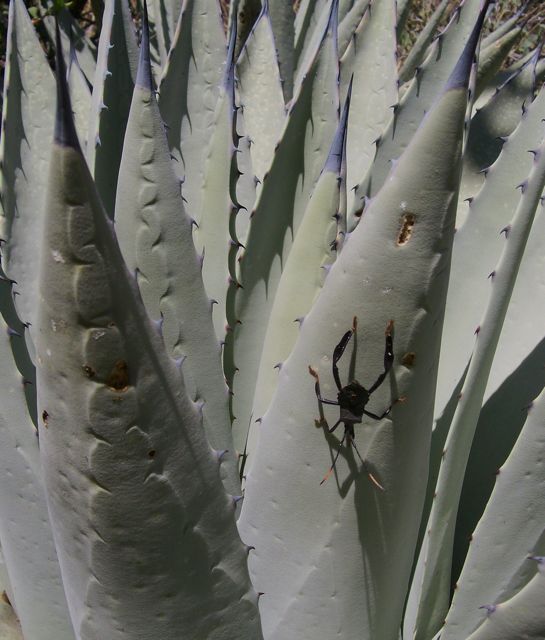 Plant image