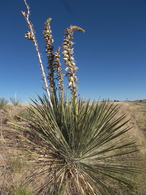 Plant image