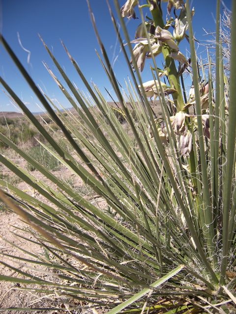 Plant image