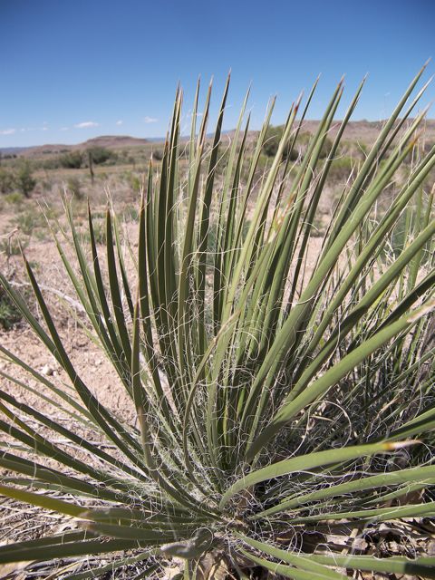 Plant image