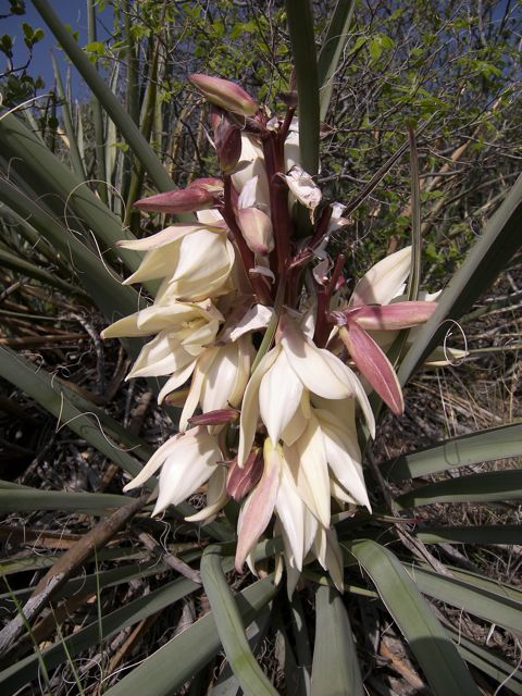 Plant image