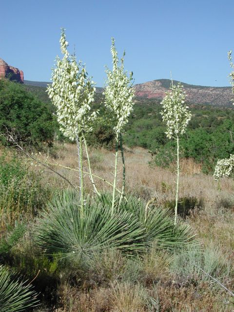 Plant image