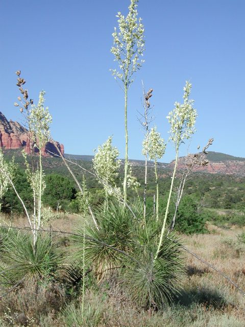 Plant image