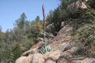 Plant Image