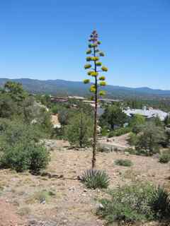 Plant Image