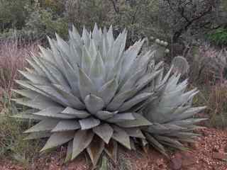 Plant image
