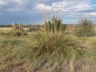 Plant image