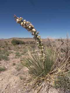 Plant image