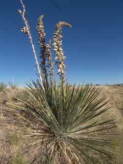 Plant Image