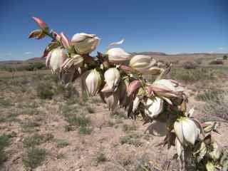 Plant Image