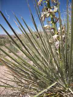 Plant Image