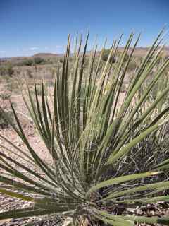 Plant Image