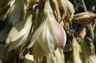 Plant Image