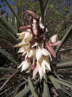 Plant Image