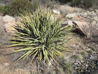 Plant image