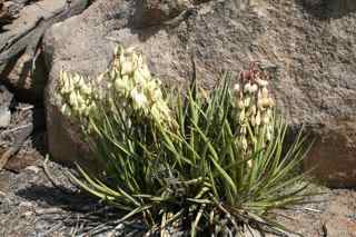 Plant Image
