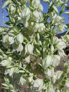 Plant Image