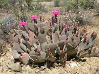 Plant image