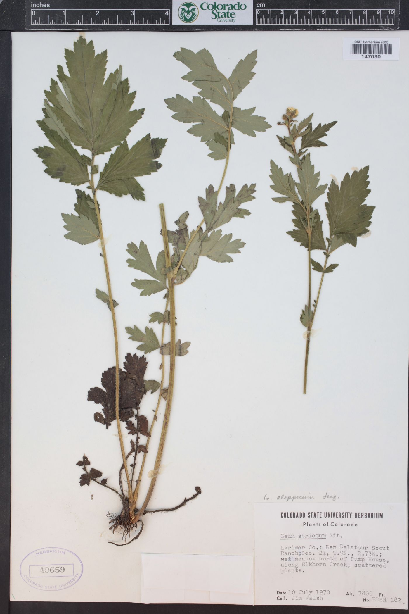 Plant image