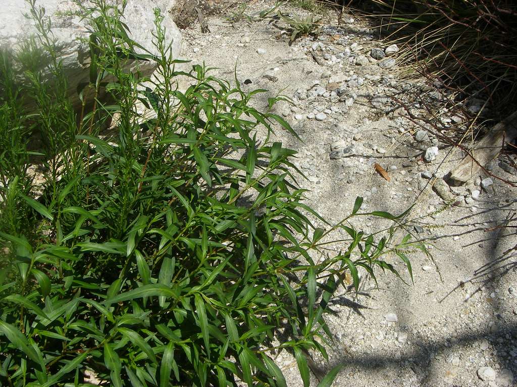 Plant 