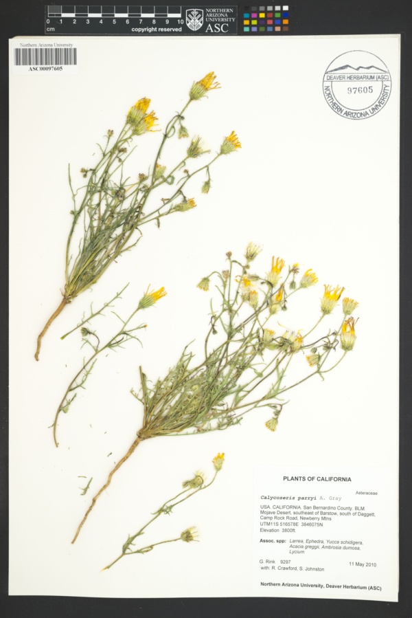 Plant image