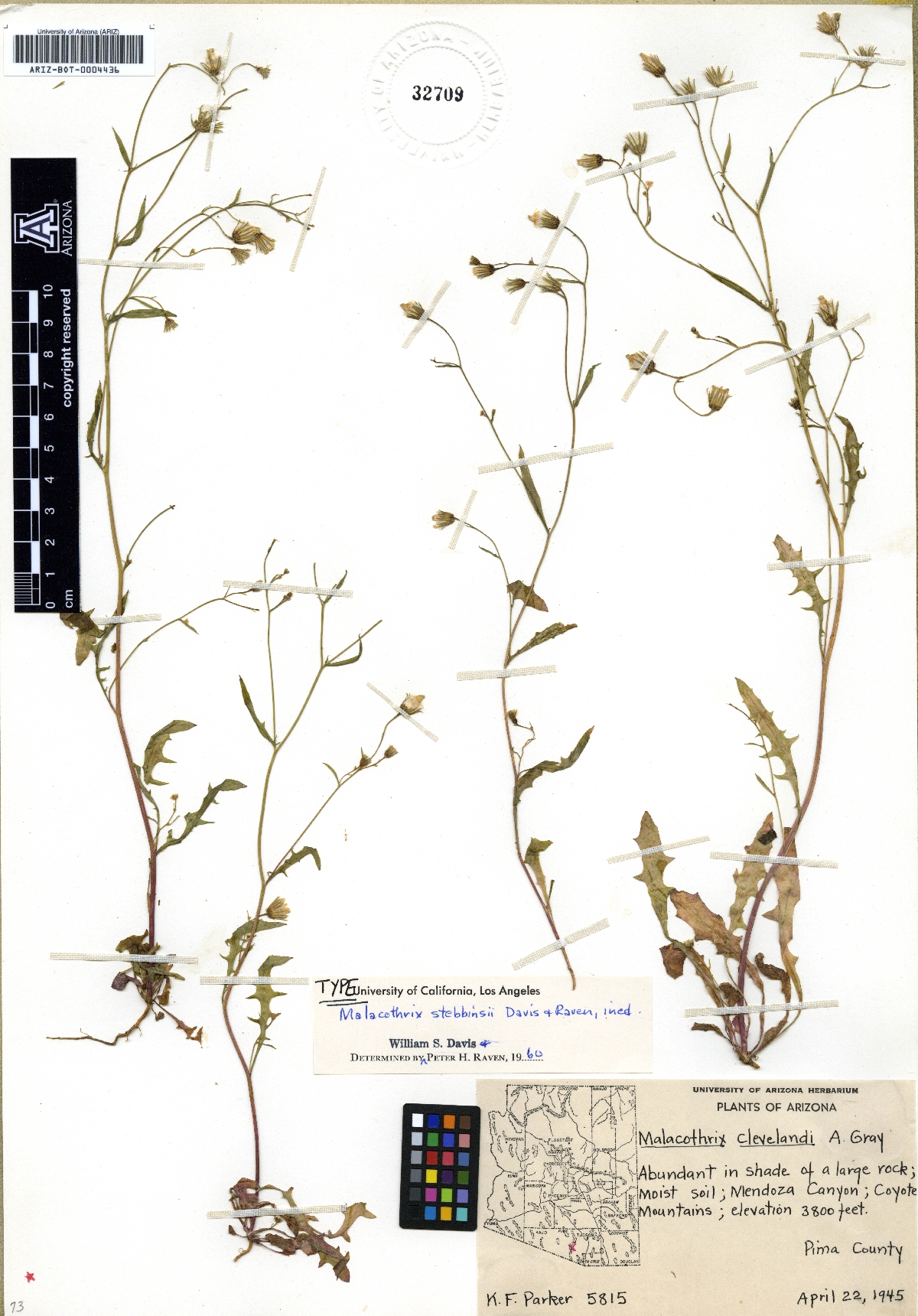 Plant image