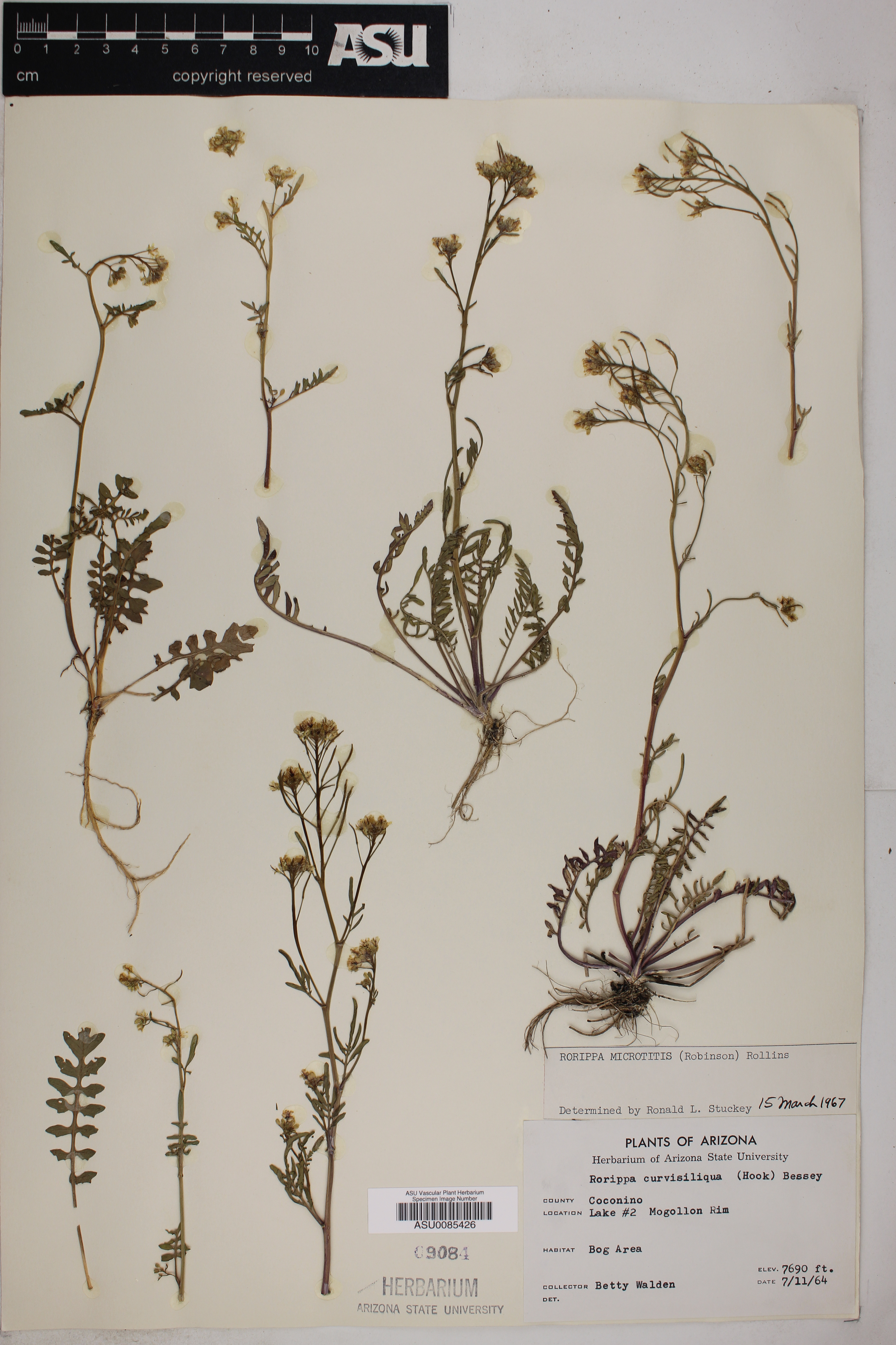 Plant image
