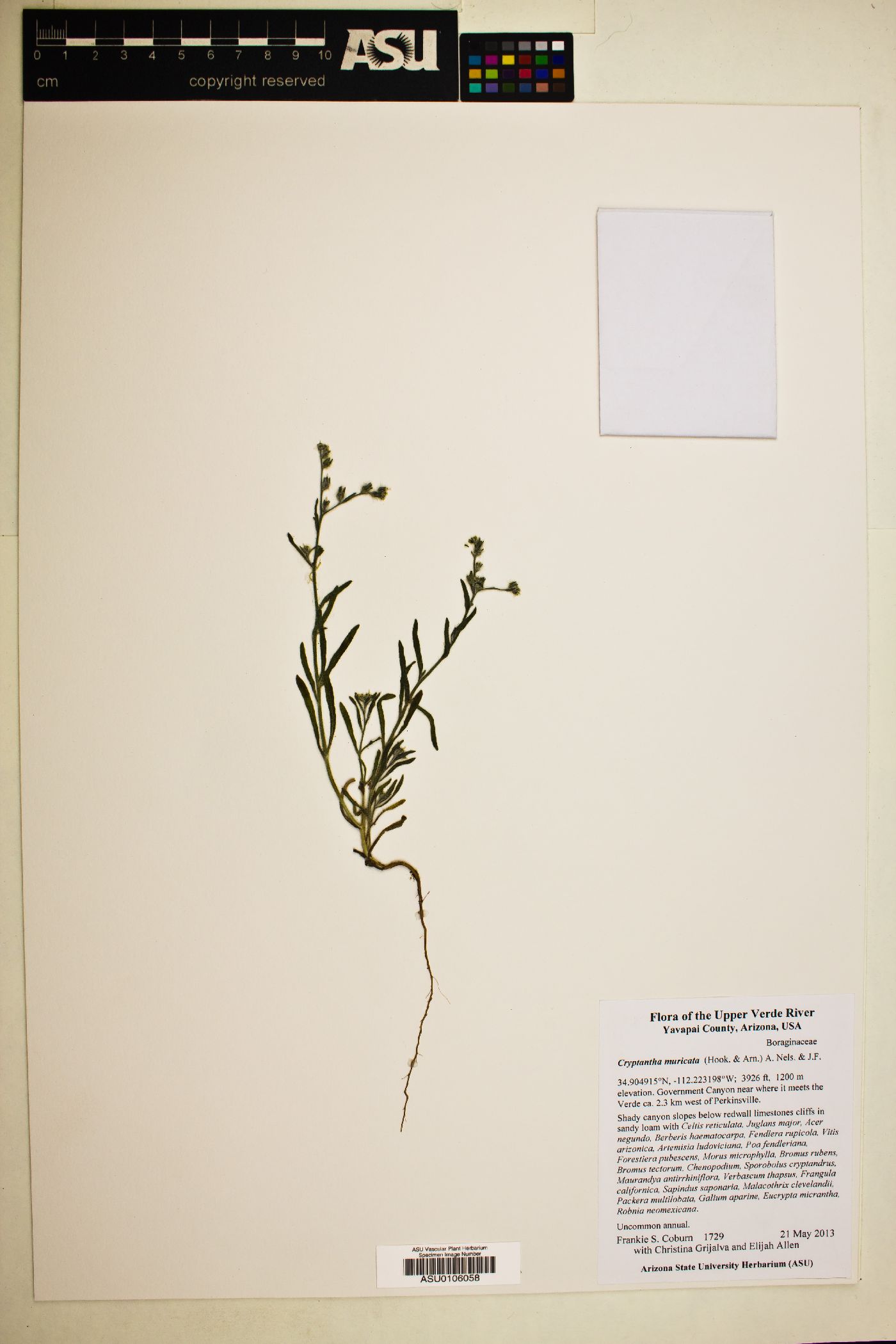 Plant image