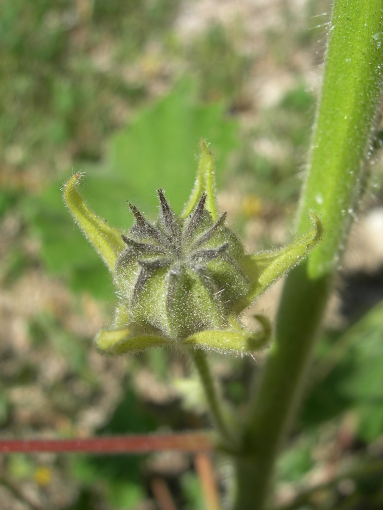 Plant image