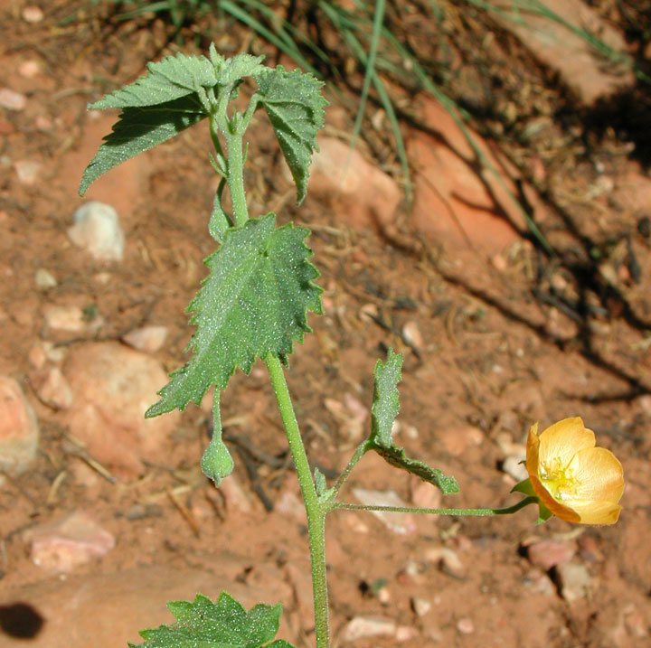 Plant image
