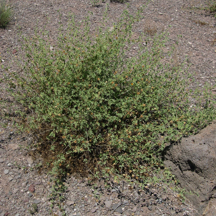 Plant image