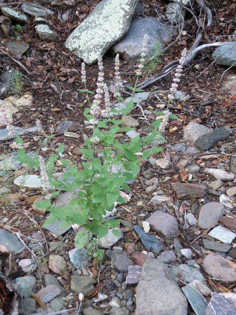 Plant image