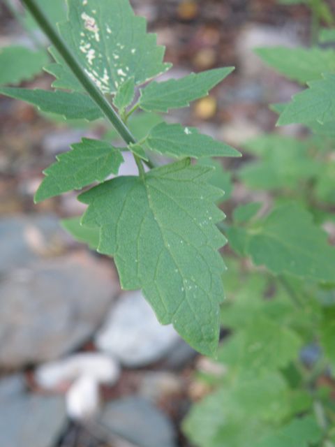 Plant image