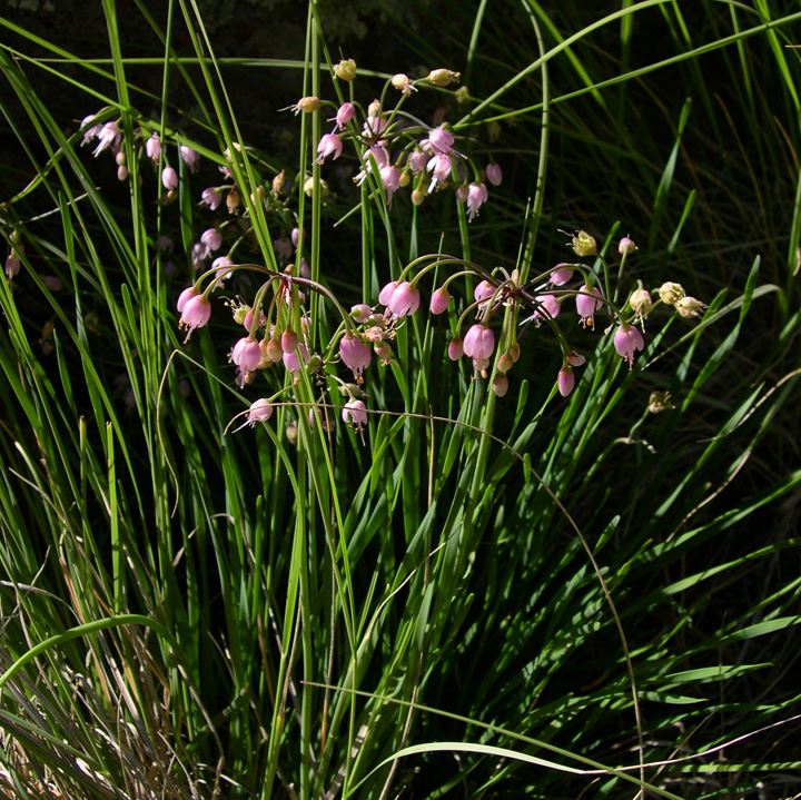 Plant image