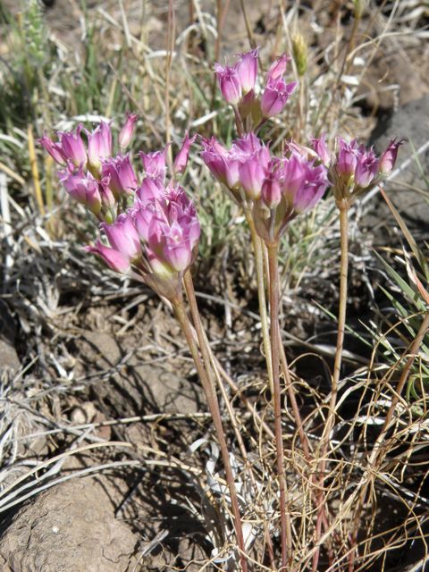 Plant image