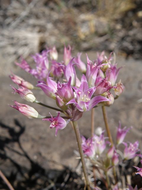 Plant image