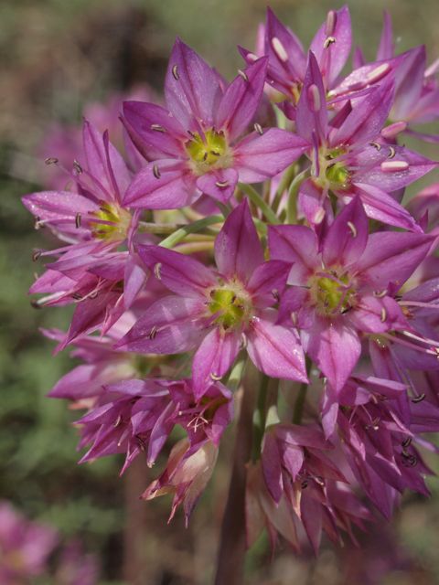 Plant image
