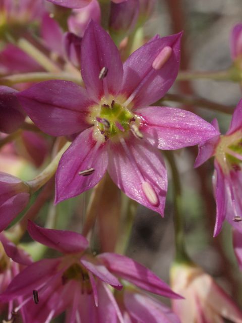 Plant image