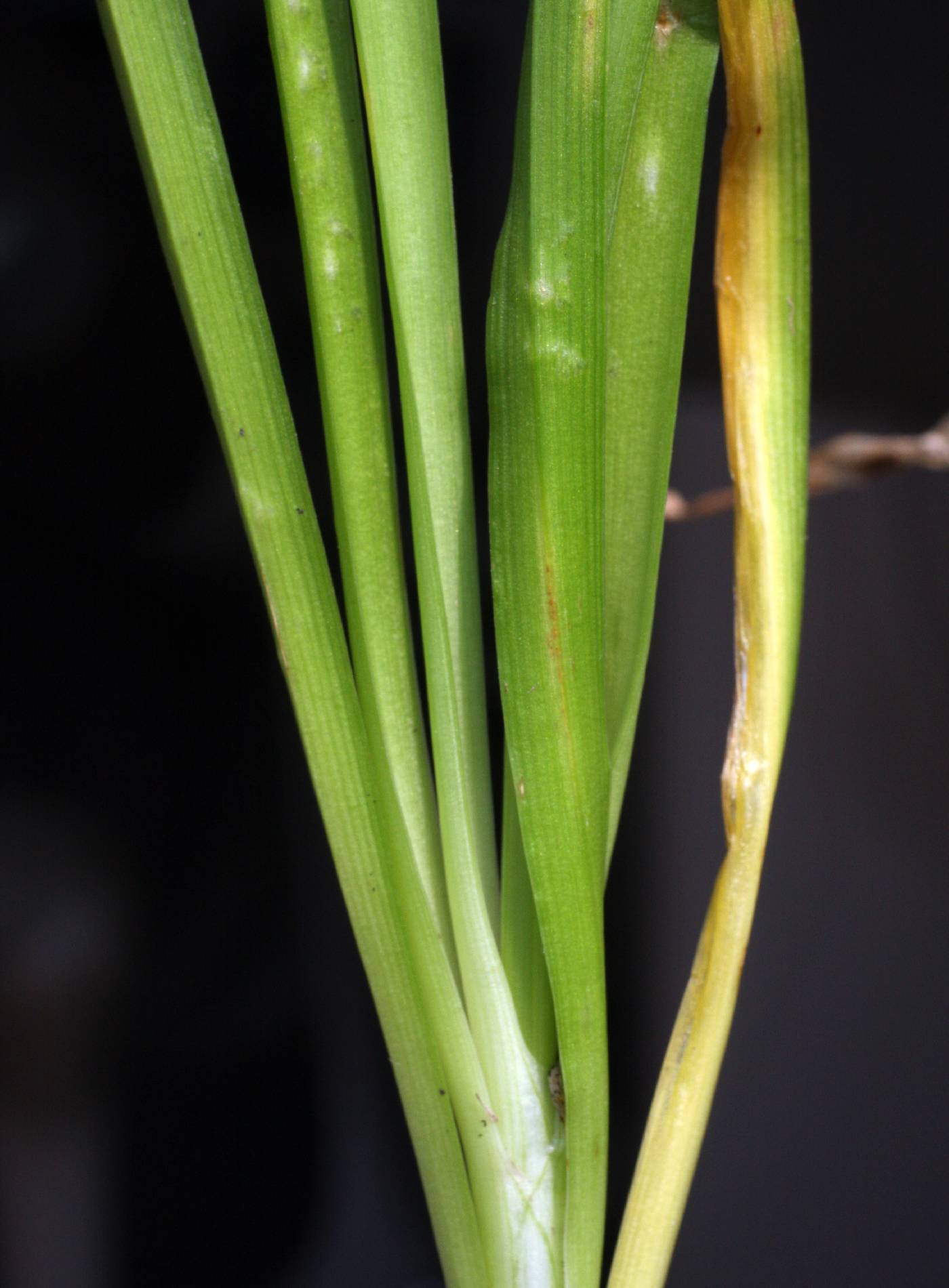 Plant image