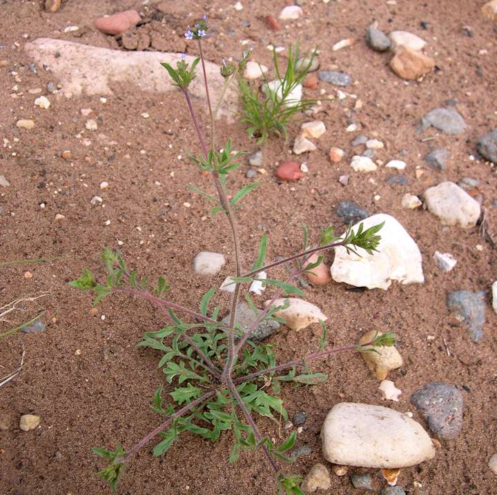 Plant image