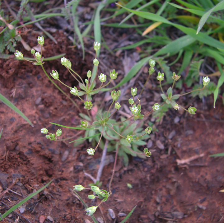 Plant image