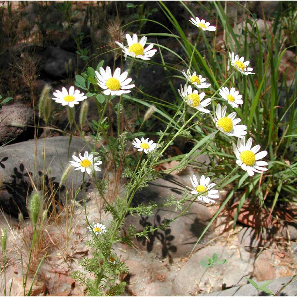 Plant image