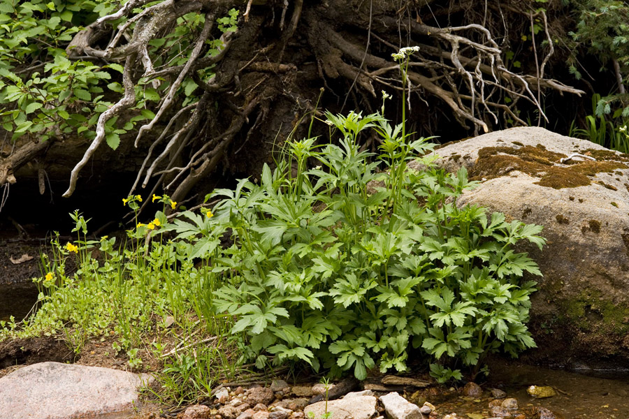 Plant 