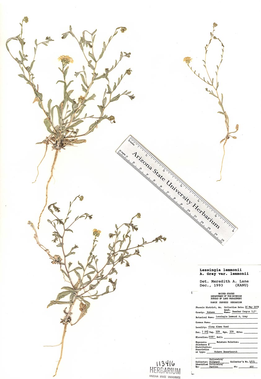 Plant image