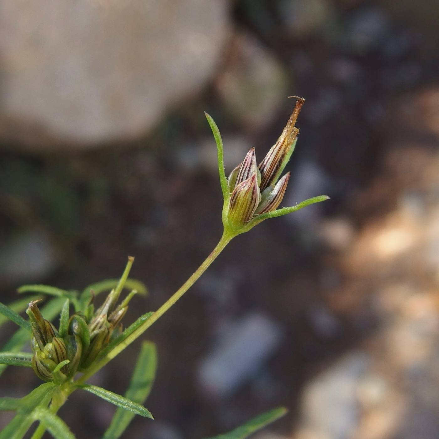 Plant image