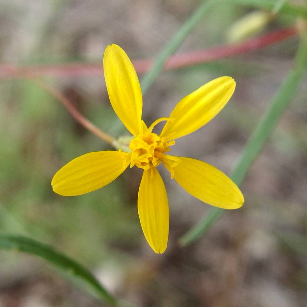 Plant image
