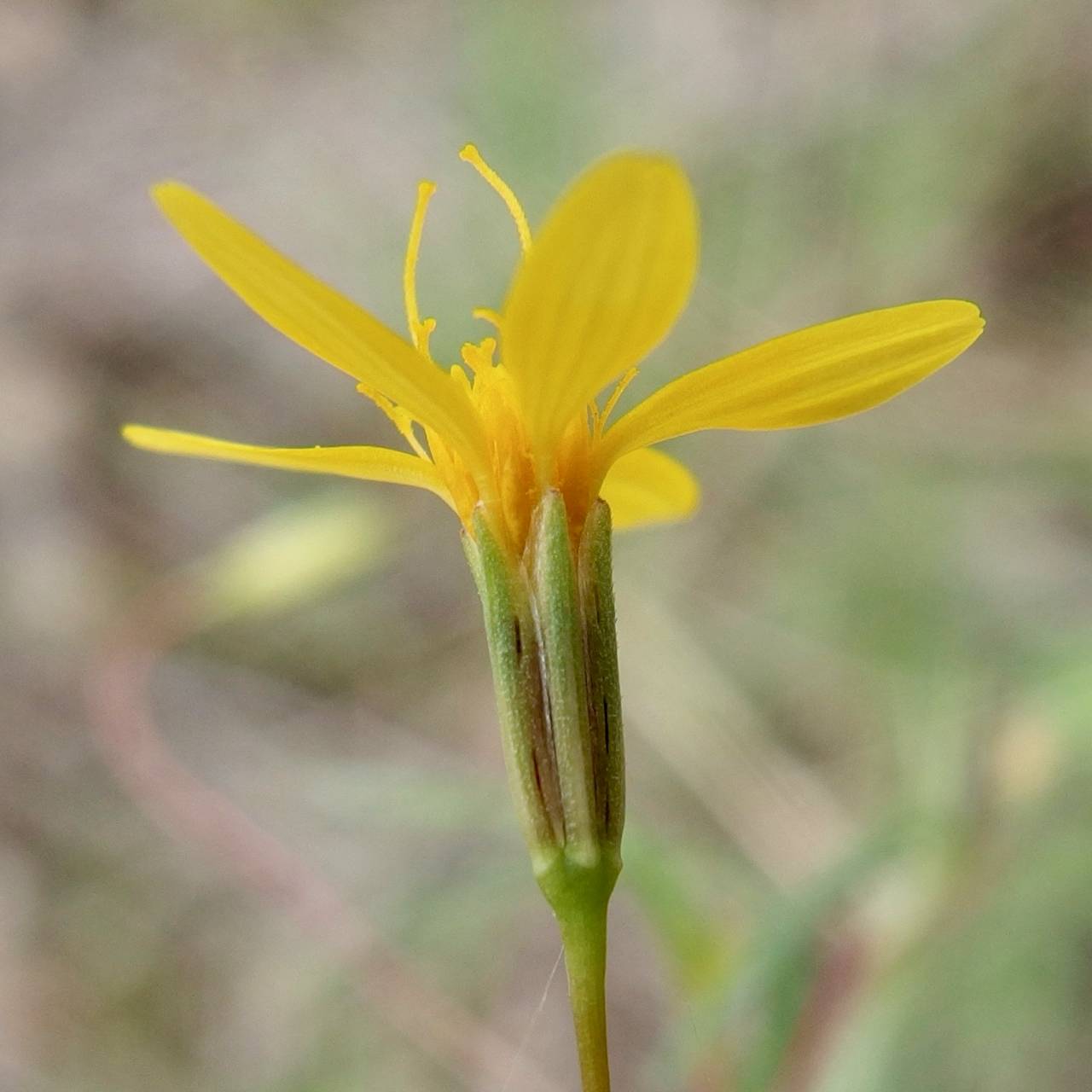 Plant image