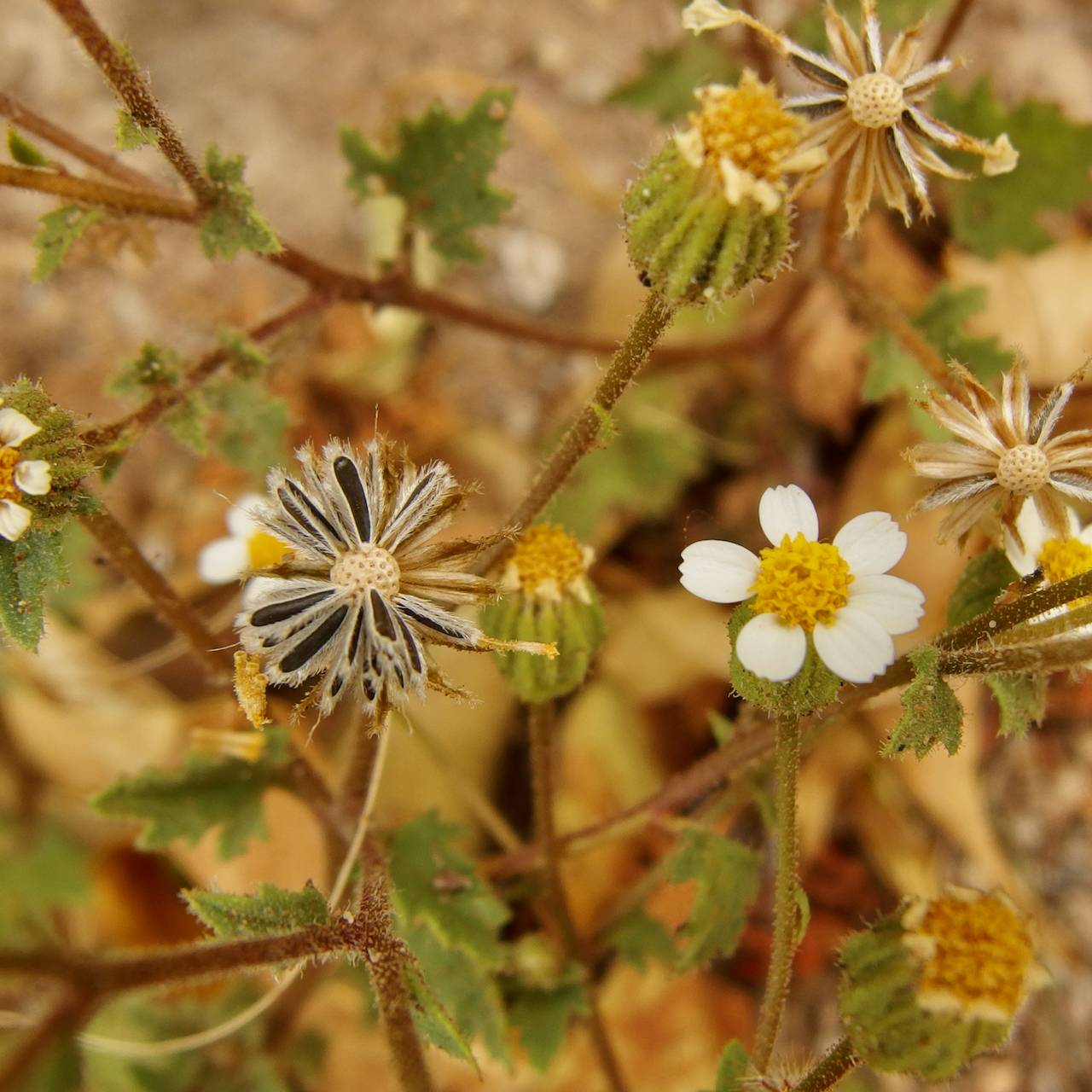 Plant image