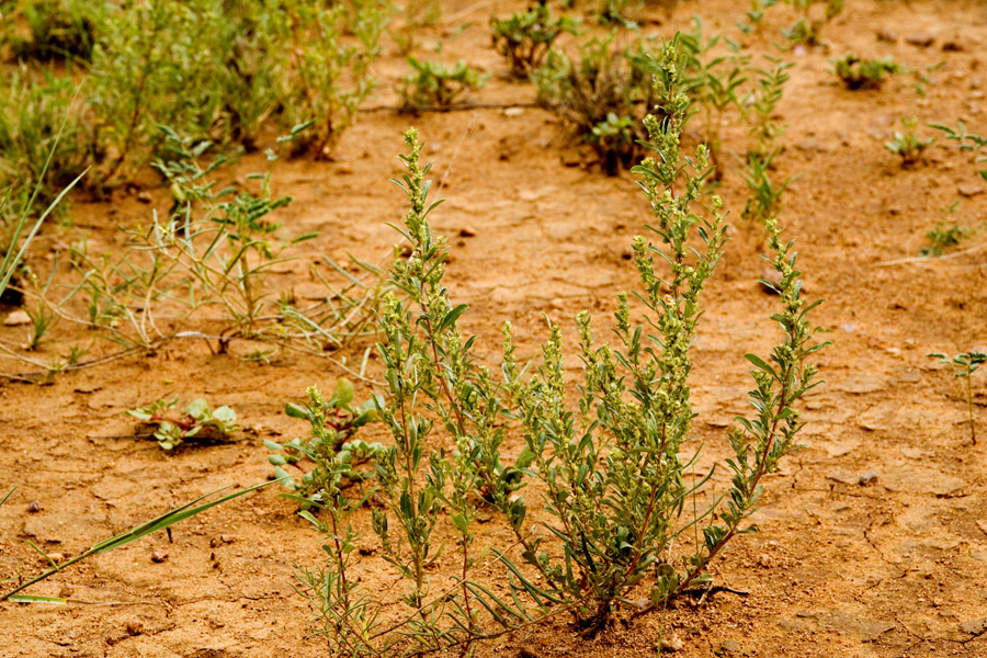 Plant 