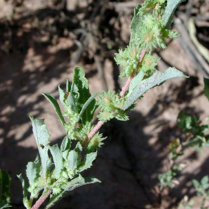 Plant image